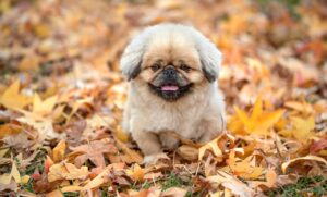 FXで損切りできない理由とその対策は？