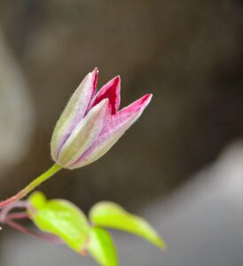 初心者が知っておくべきFXトレードのタイプとは？