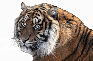 FXのロスカットの仕組みとは何ですか？