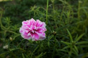 FXで利確と損切りを簡単に行う方法は？